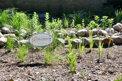 Rain Garden in Prospect Park